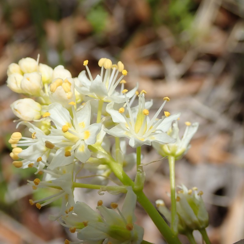 Toxicoscordion venenosum var. gramineum photo 6