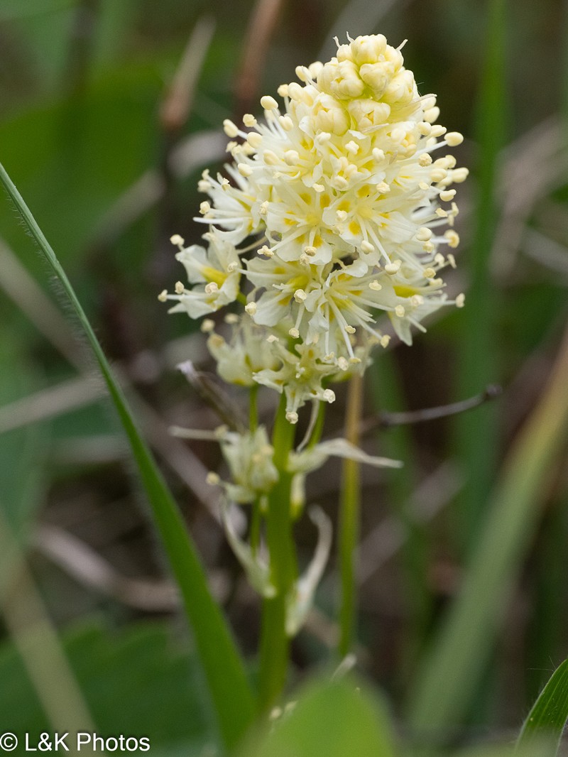 Toxicoscordion venenosum var. gramineum photo 7