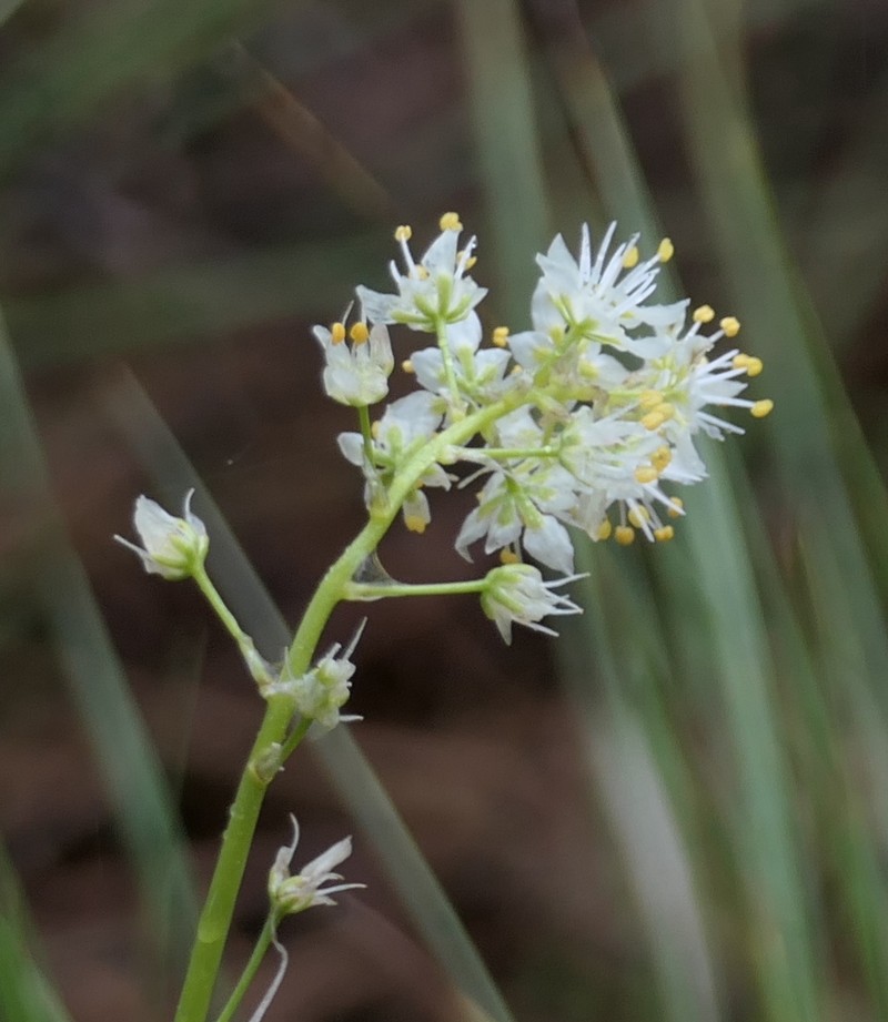 Toxicoscordion venenosum var. gramineum photo 8