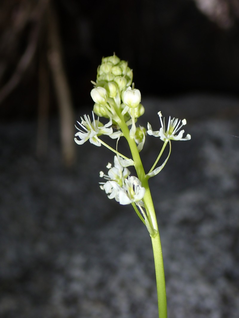 Toxicoscordion venenosum var. venenosum