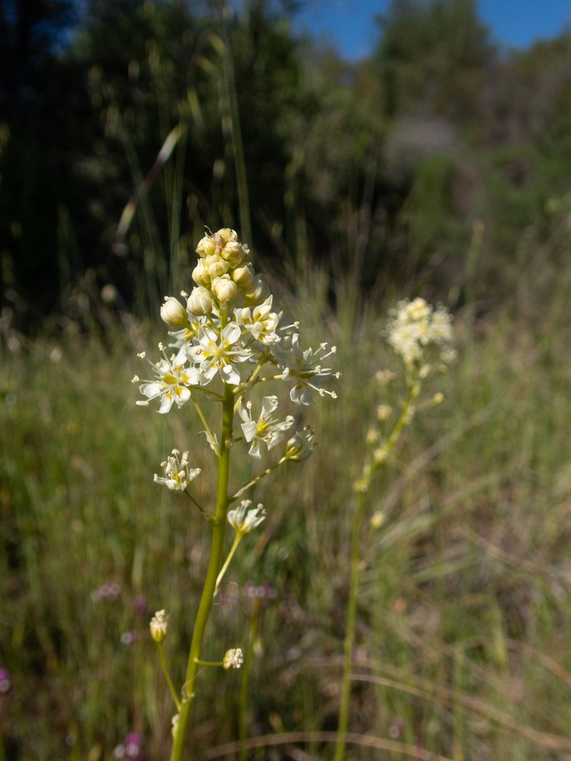 Toxicoscordion venenosum var. venenosum photo 2