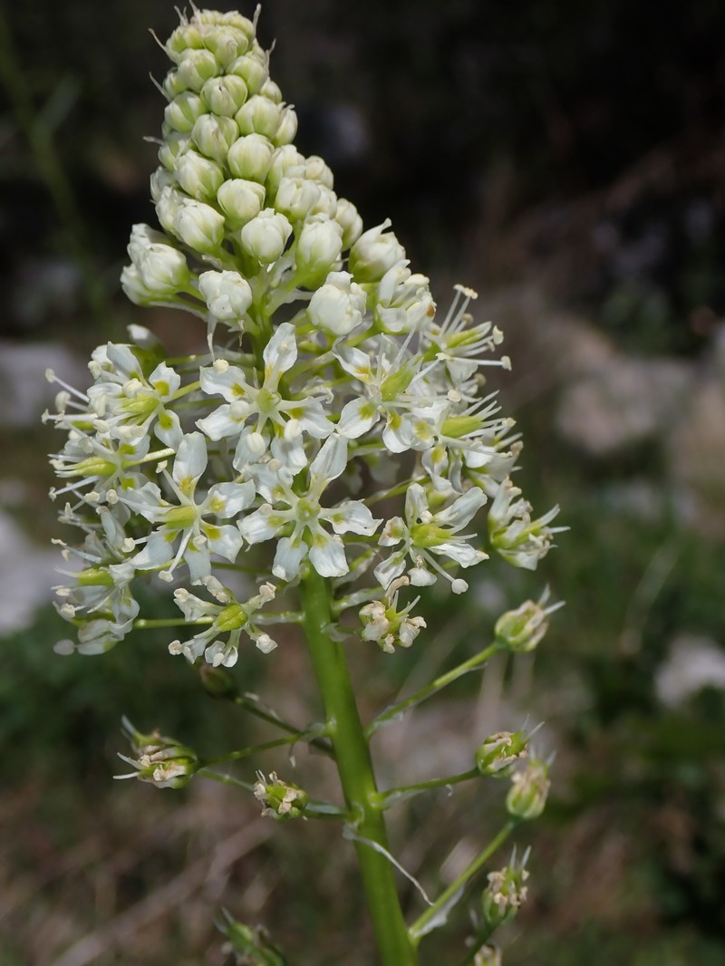 Toxicoscordion venenosum var. venenosum photo 3