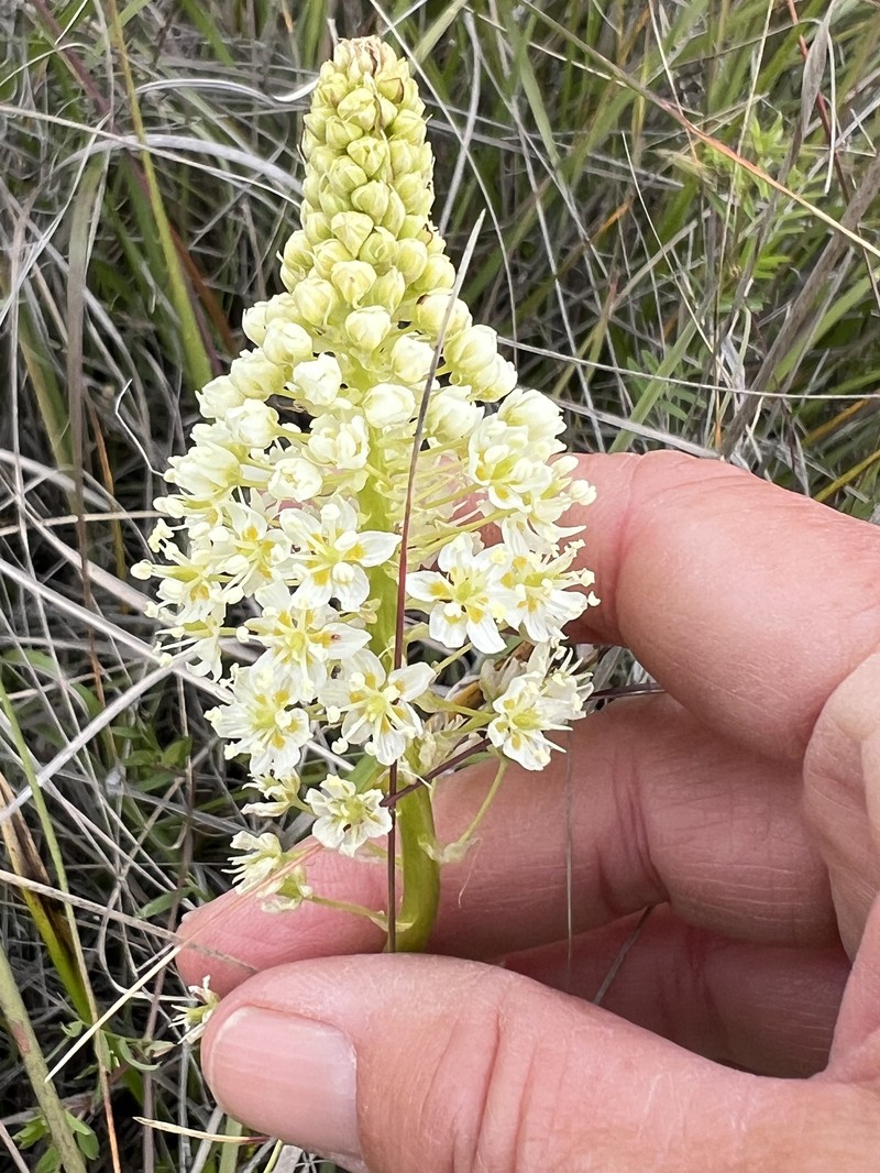 Toxicoscordion venenosum var. venenosum photo 4