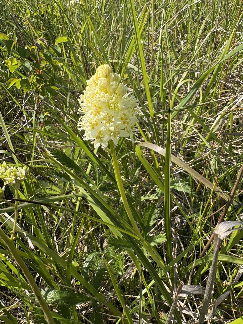Toxicoscordion venenosum var. venenosum photo 5