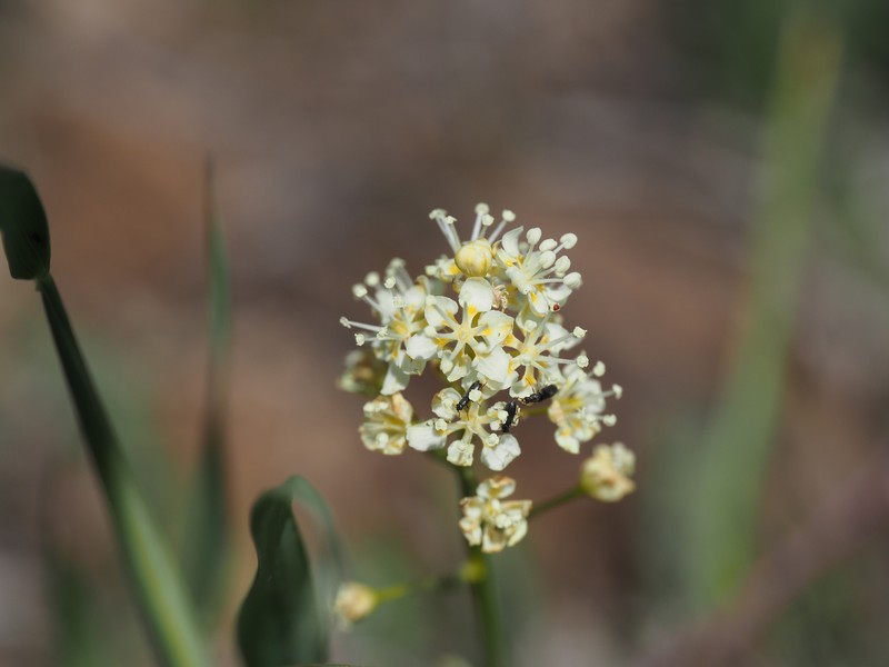 Toxicoscordion venenosum var. venenosum photo 6