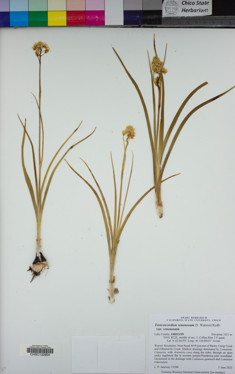 Toxicoscordion venenosum var. venenosum photo 7