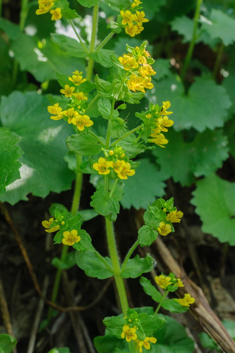 Tozzia alpina subsp. alpina