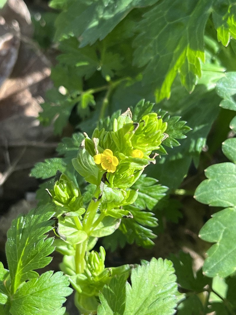 Tozzia alpina subsp. alpina photo 3