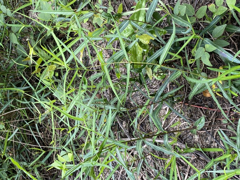 Climbing Dogbane photo 3