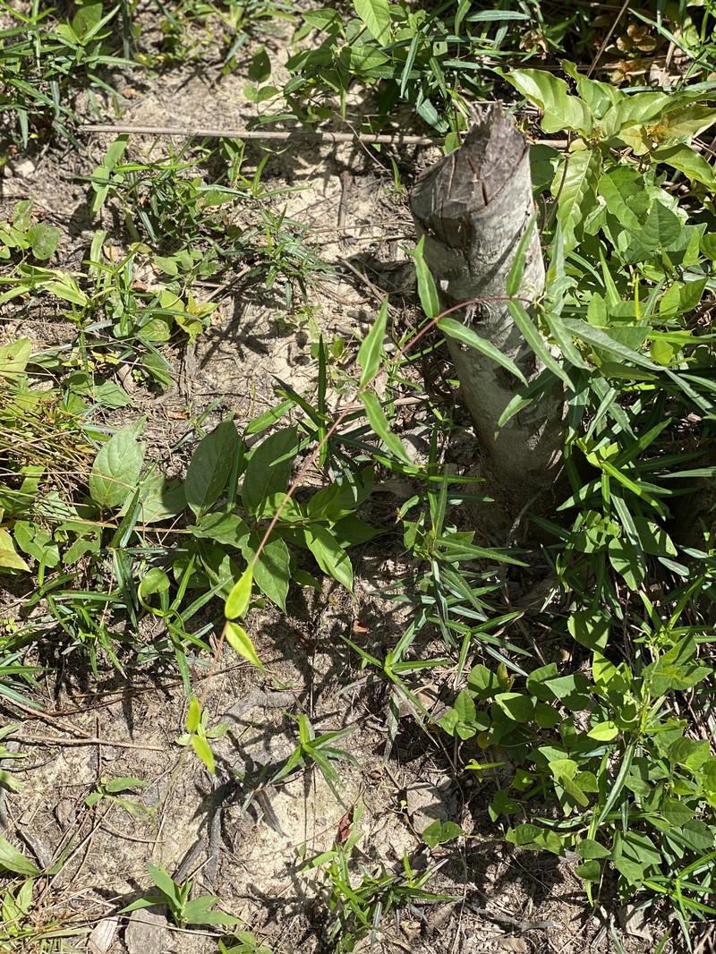 Climbing Dogbane photo 4