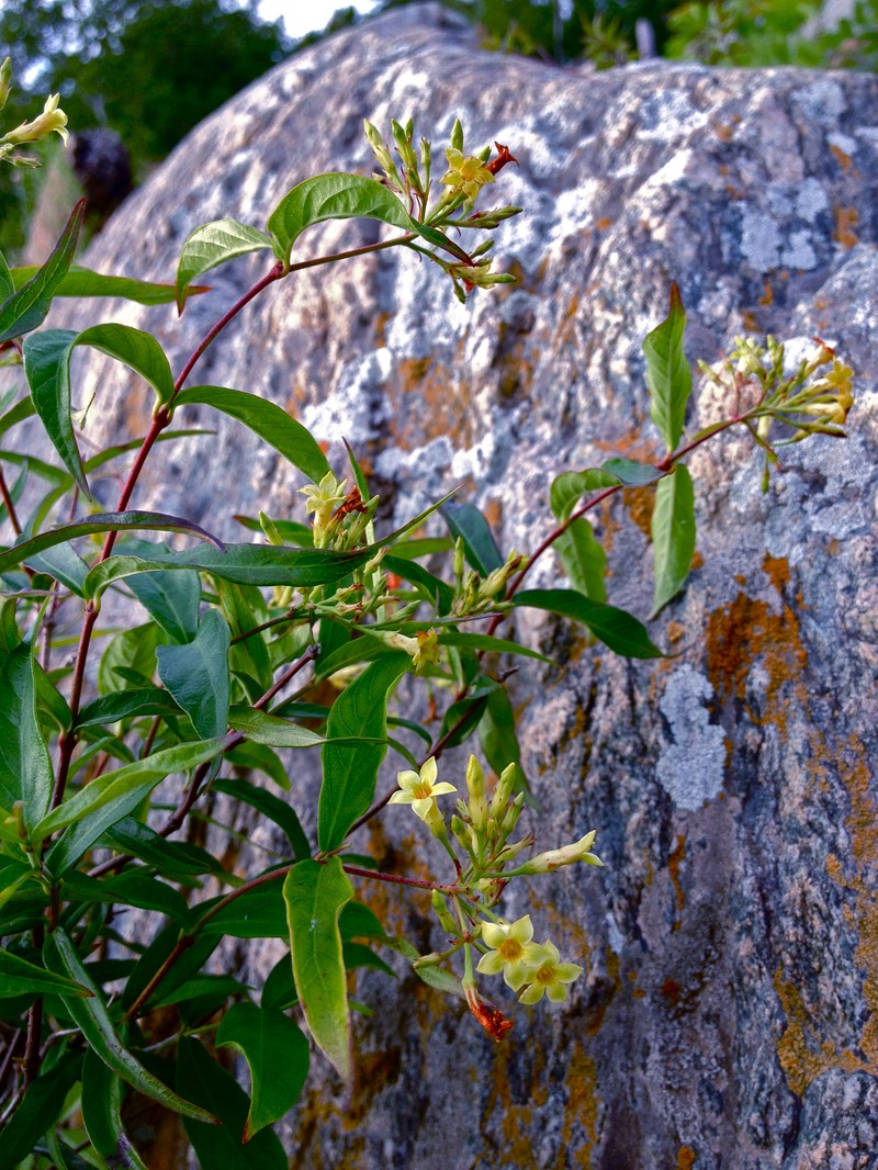 Climbing Dogbane photo 2