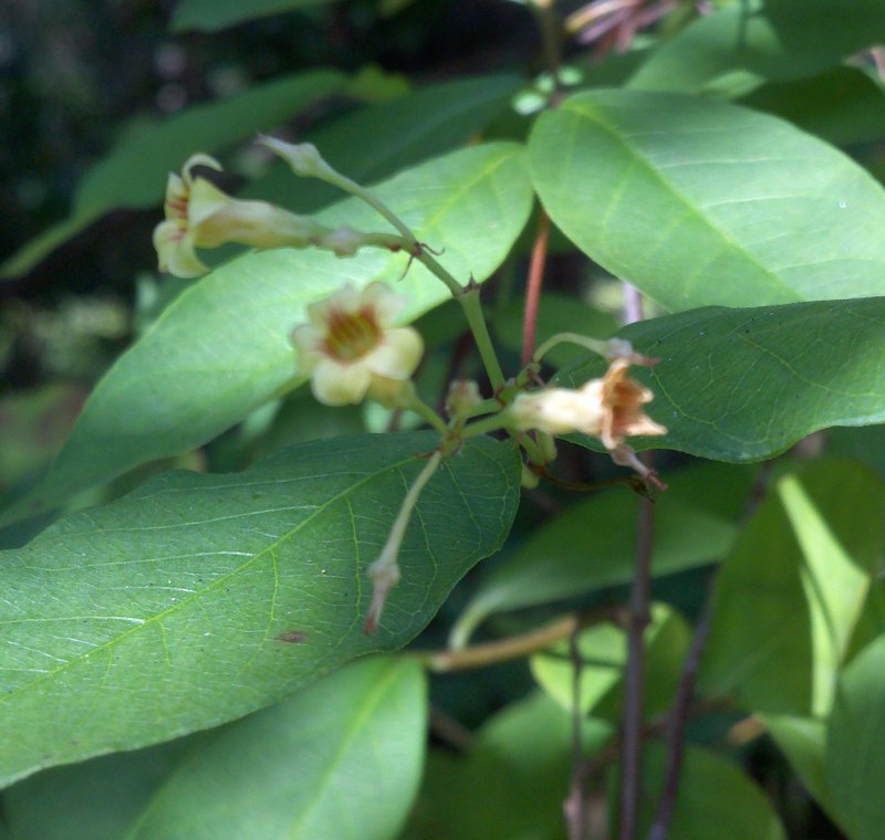 Climbing Dogbane photo 5
