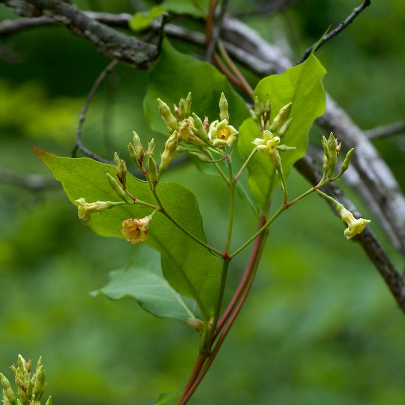 Climbing Dogbane