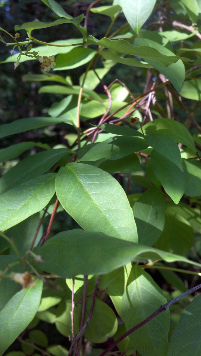 Climbing Dogbane photo 6