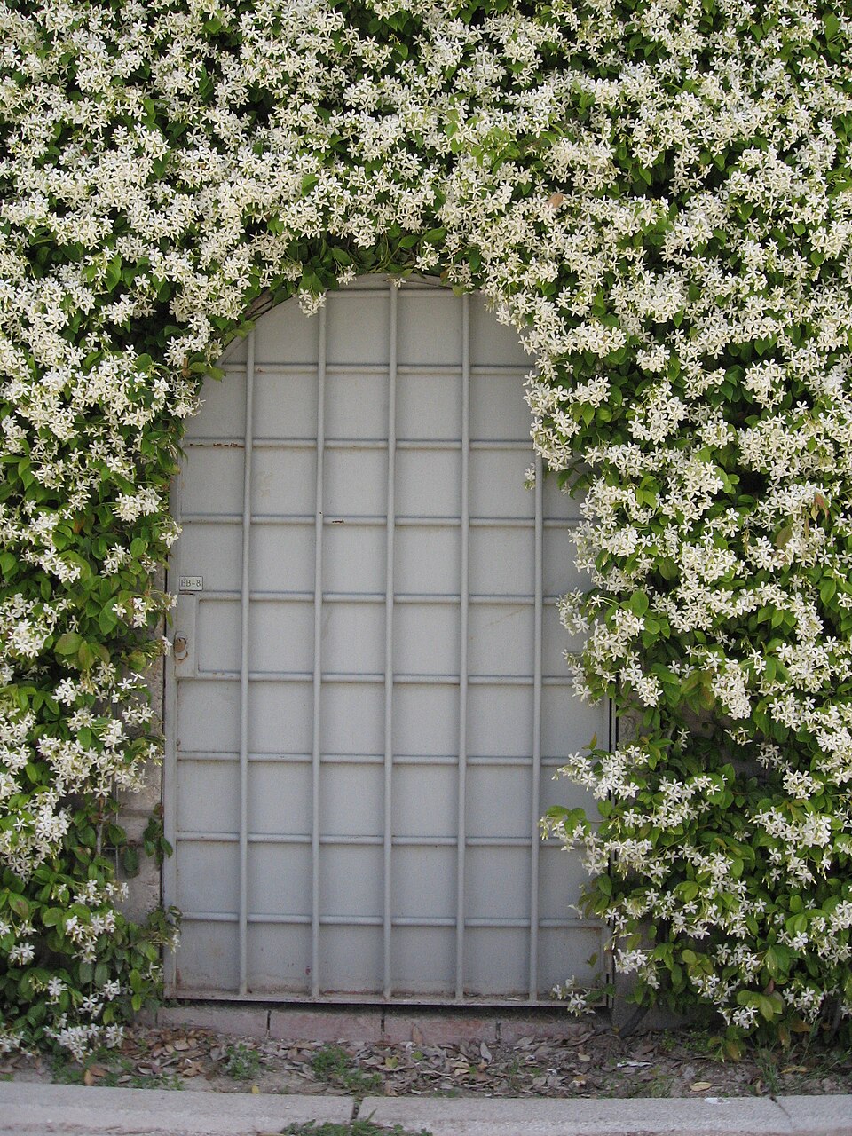 Confederate Jasmine photo 4