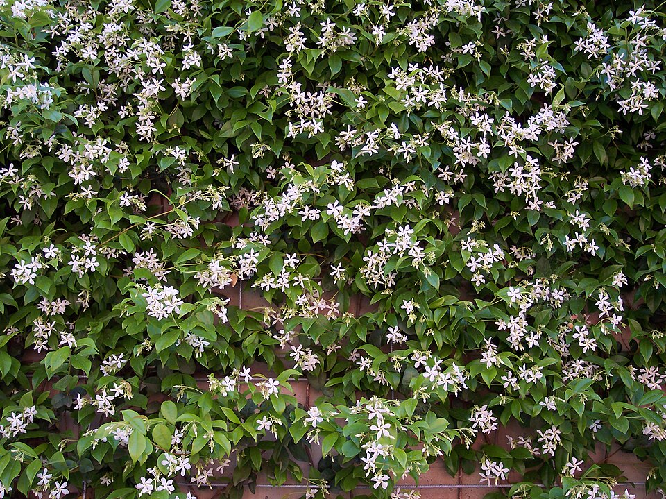 Confederate Jasmine photo 5