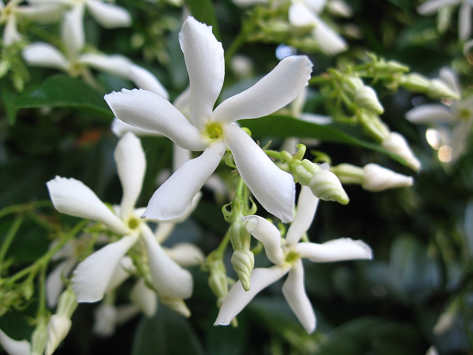 Confederate Jasmine photo 6