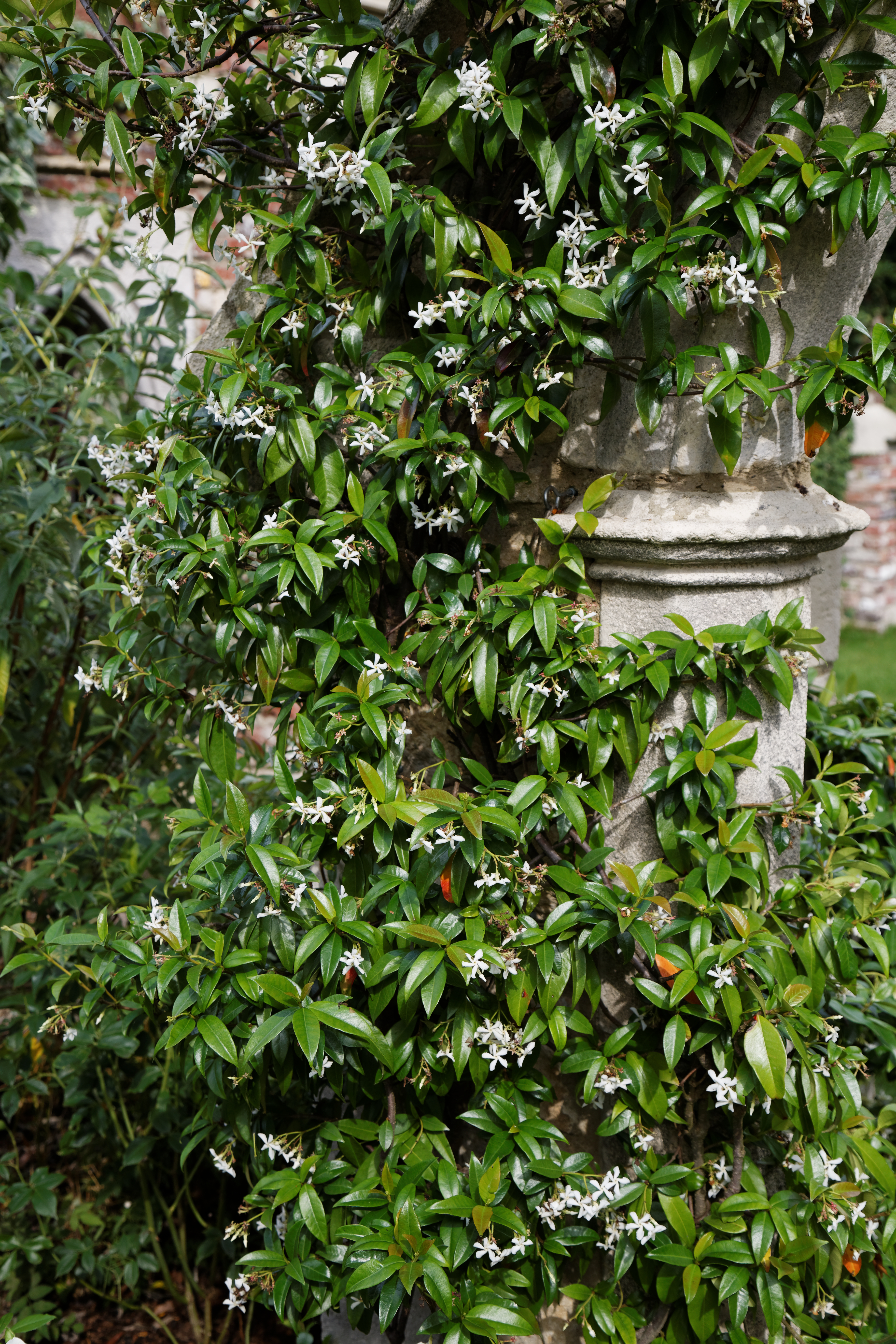 Confederate Jasmine photo 8