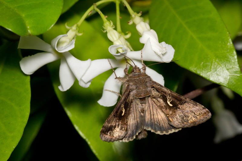Confederate Jasmine photo 2