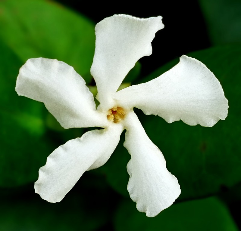 Confederate Jasmine photo 3