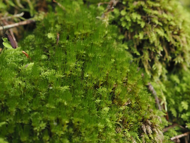 Trachycystis Moss