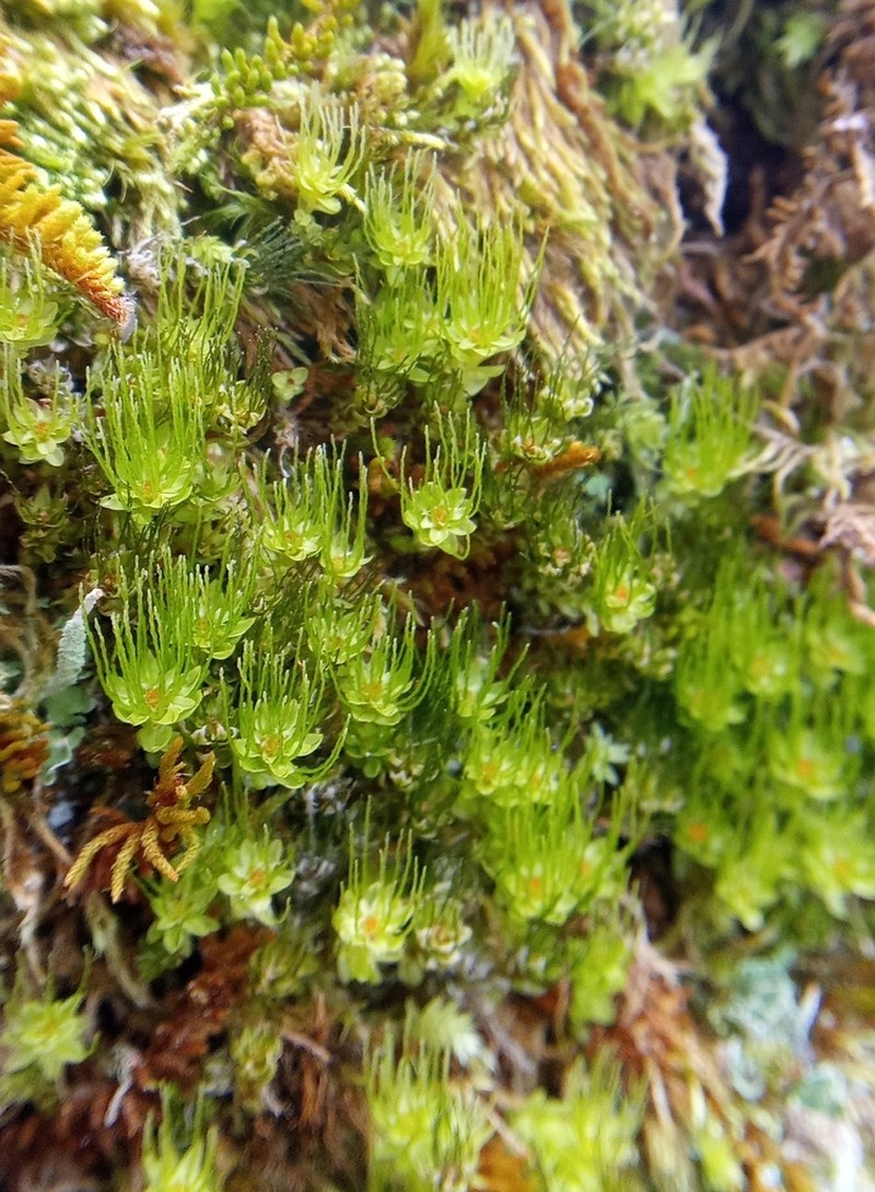 Trachycystis Moss photo 2