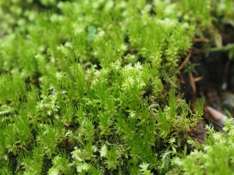 Trachycystis Moss photo 3