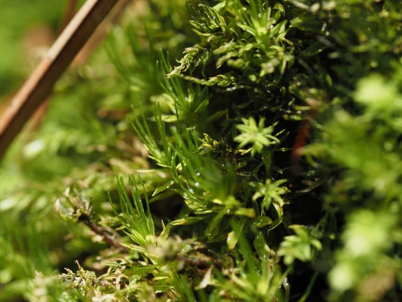 Trachycystis Moss photo 4