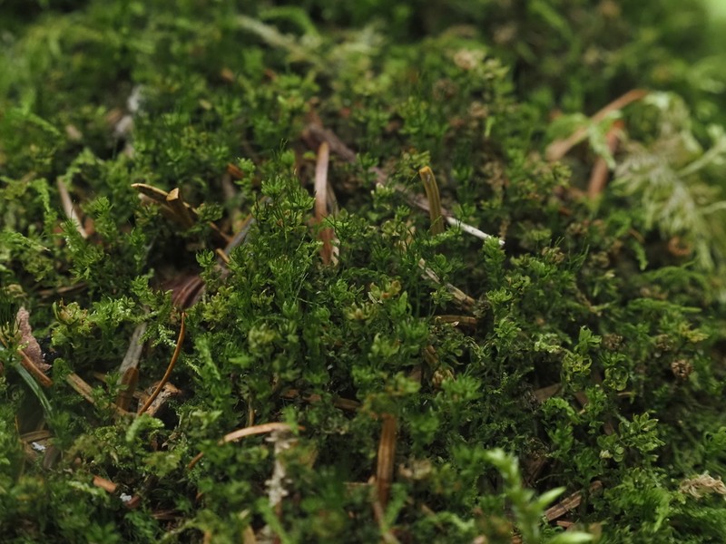Trachycystis Moss photo 5