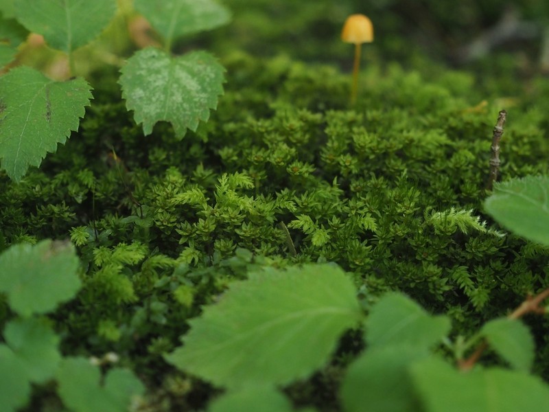 Trachycystis Moss photo 6