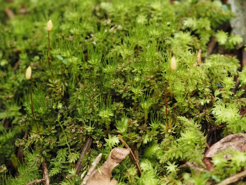 Trachycystis Moss photo 7