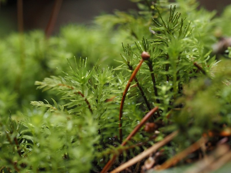 Trachycystis Moss photo 8