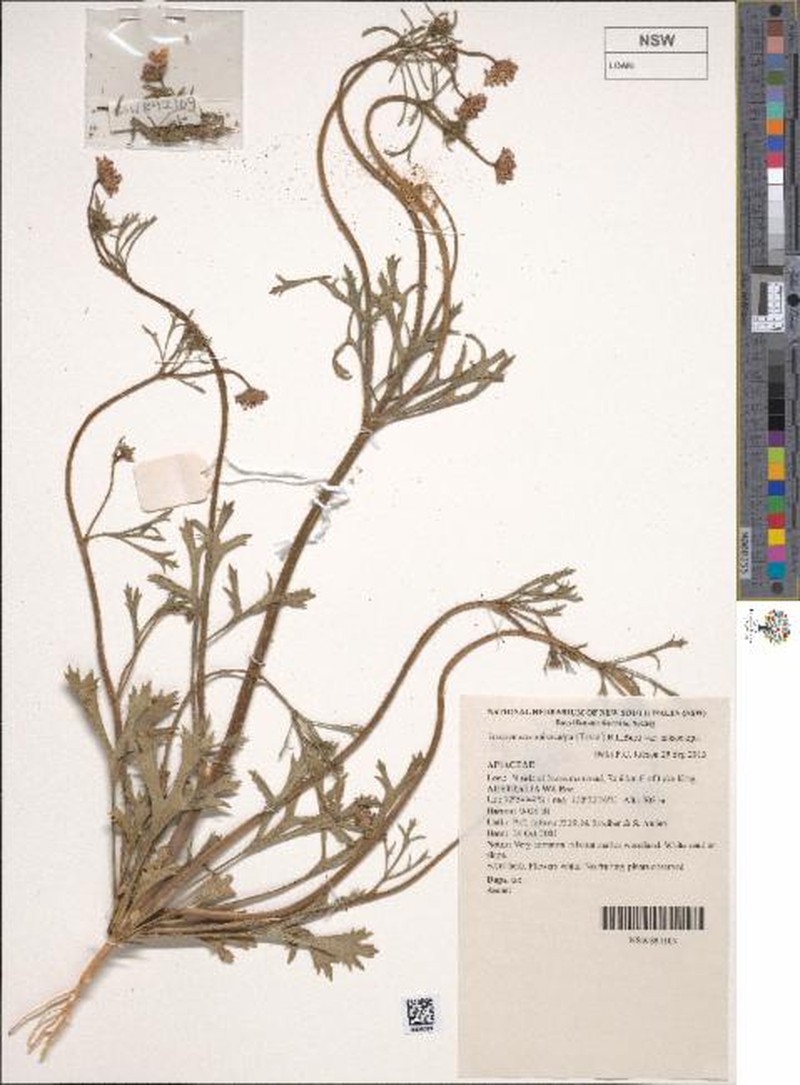 Trachymene anisocarpa var. anisocarpa