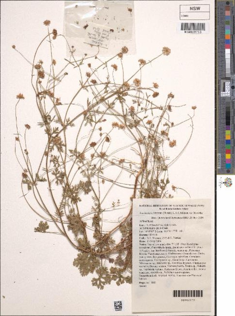 Trachymene bivestita var. bivestita