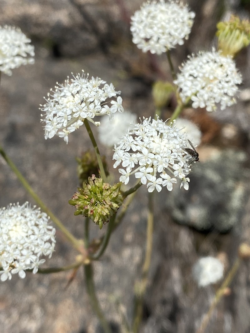 Trachymene composita var. composita