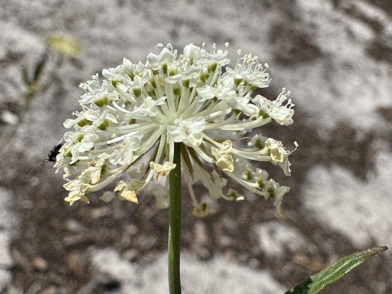 Trachymene composita var. composita photo 2