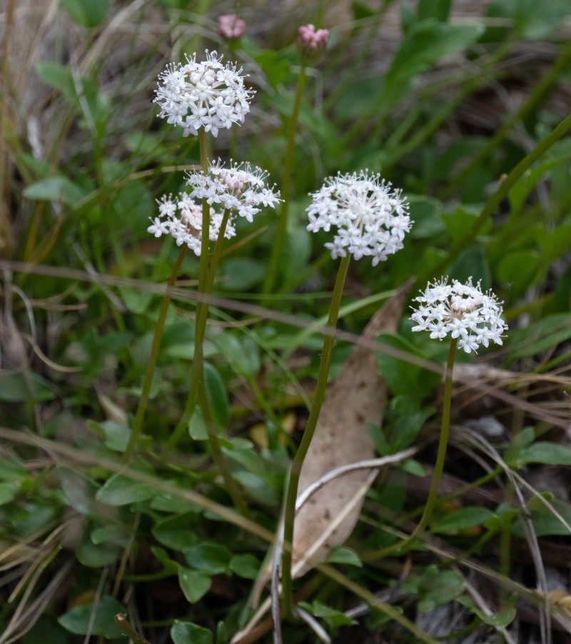 Trachymene humilis subsp. humilis