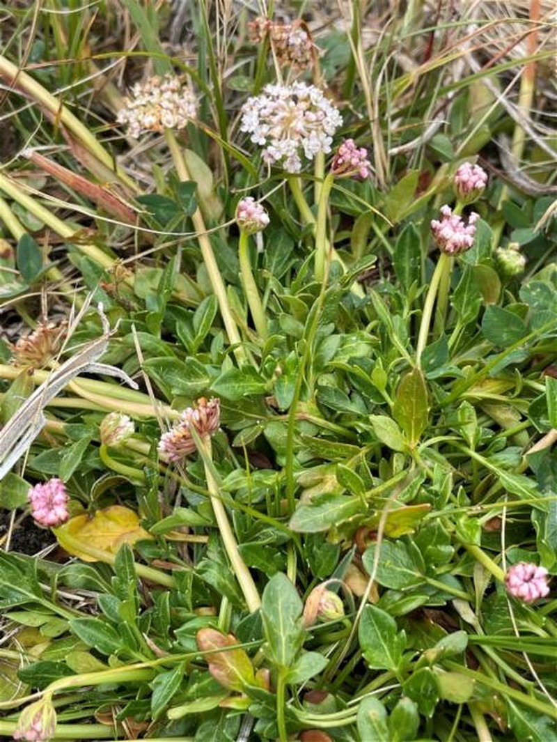 Trachymene humilis subsp. humilis photo 2