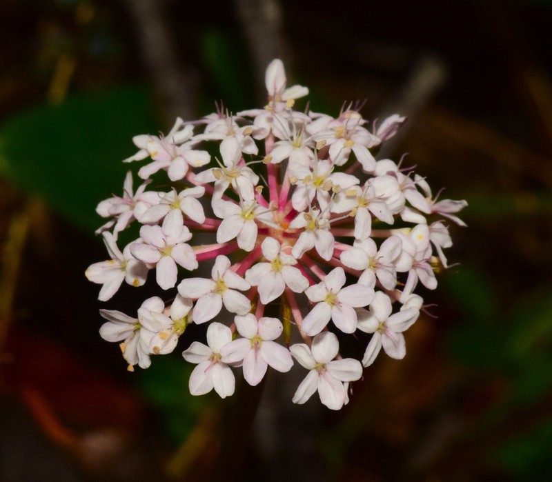 Trachymene humilis subsp. humilis photo 4