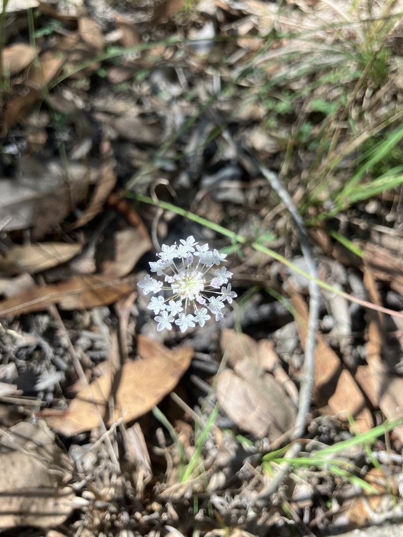 Trachymene incisa subsp. incisa