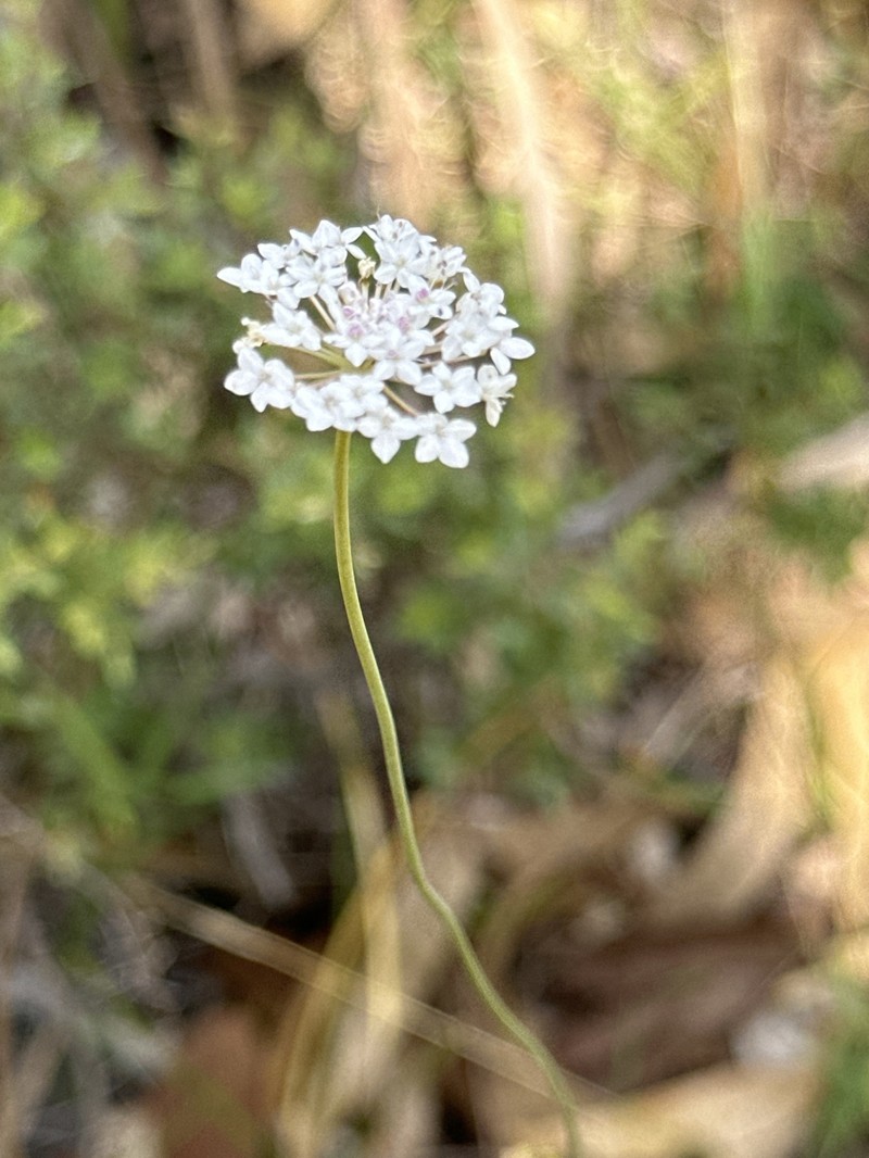 Trachymene incisa subsp. incisa photo 2