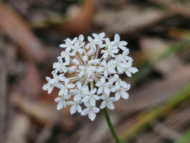 Trachymene incisa subsp. incisa photo 3