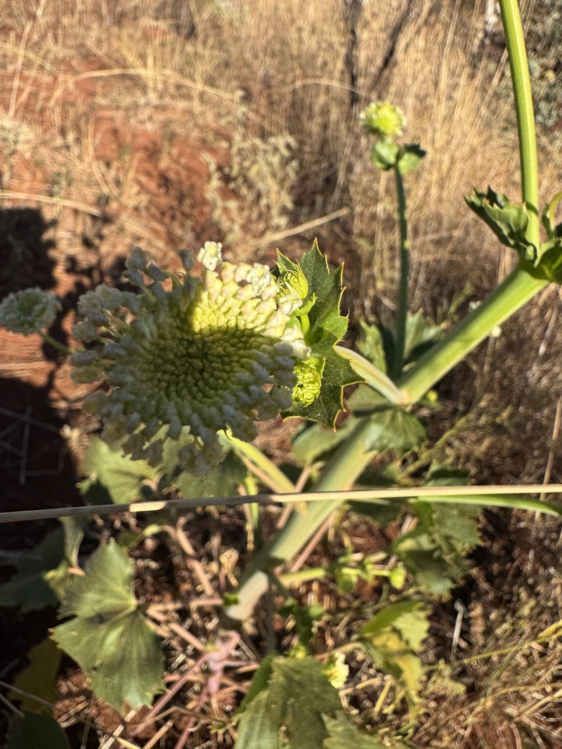 Trachymene oleracea subsp. oleracea