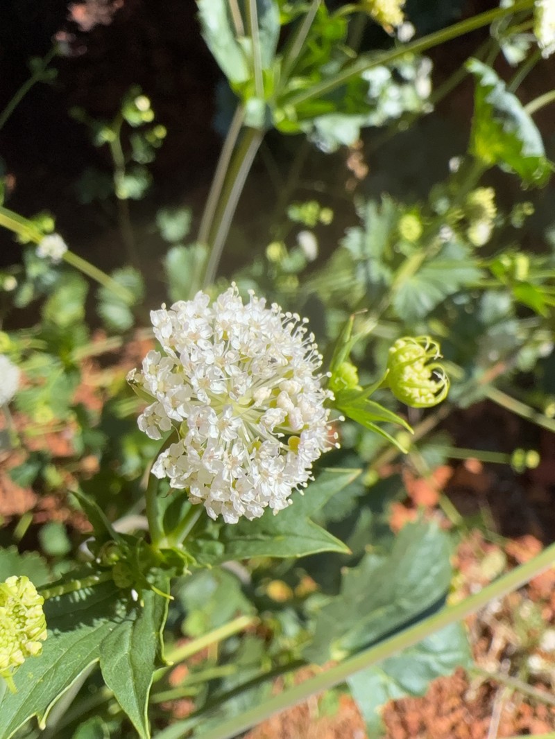 Trachymene oleracea subsp. oleracea photo 2