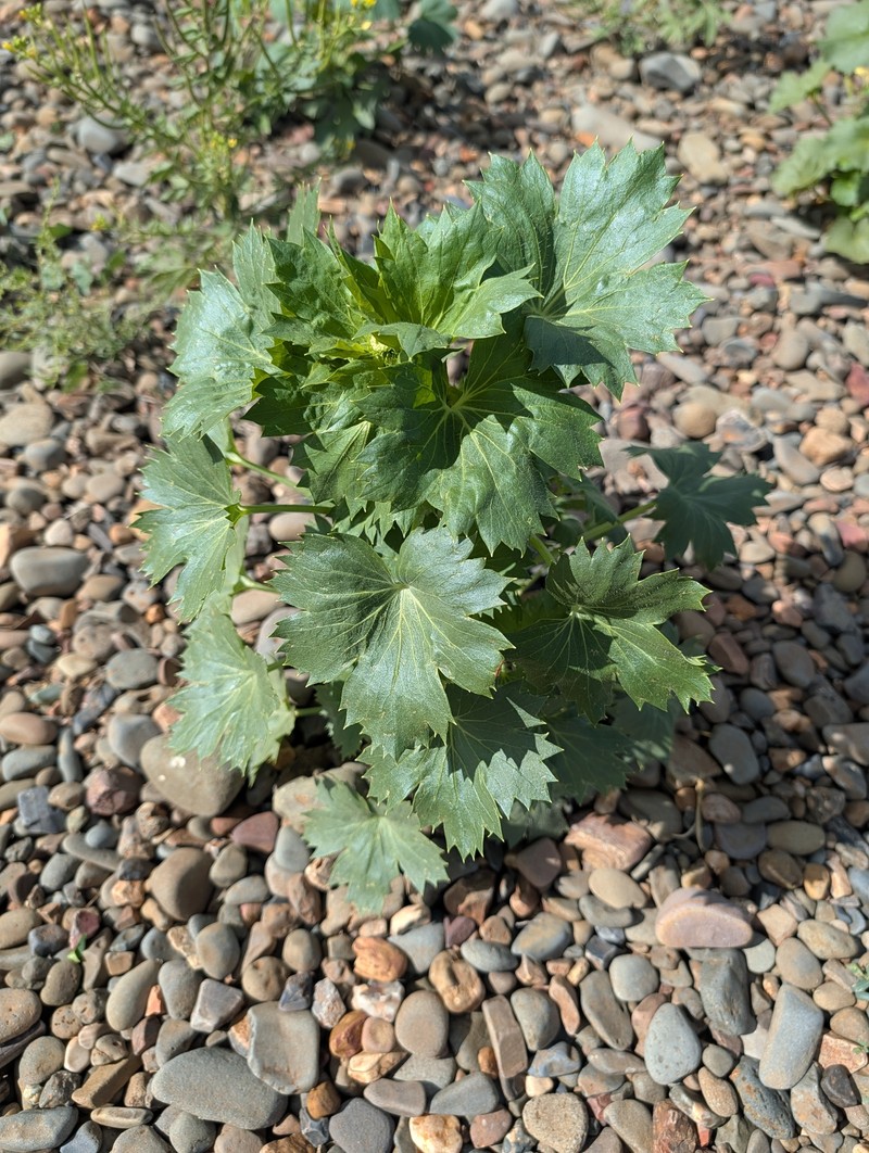 Trachymene oleracea subsp. oleracea photo 3