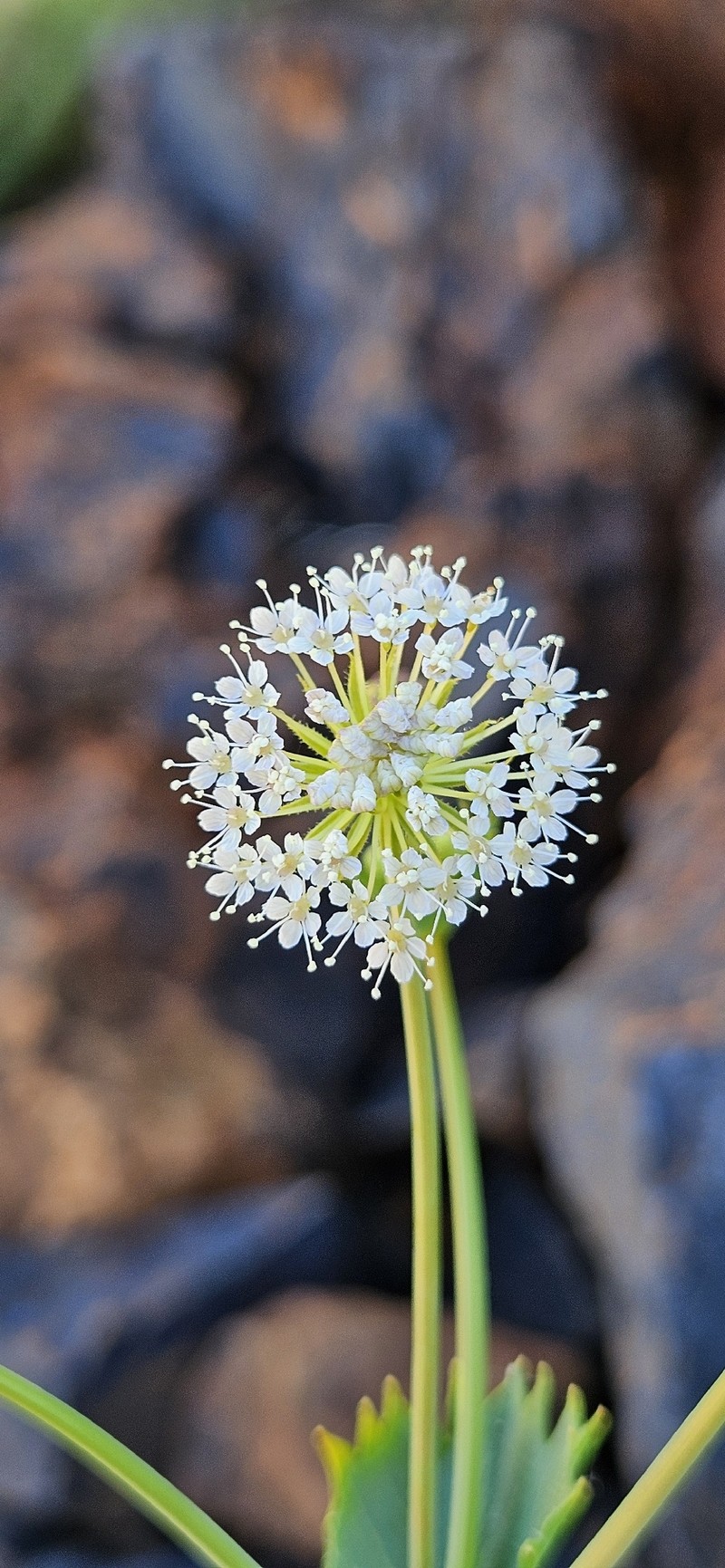 Trachymene oleracea subsp. oleracea photo 4