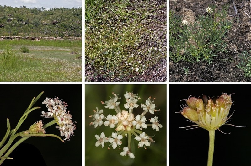 Trachymene pavimentum