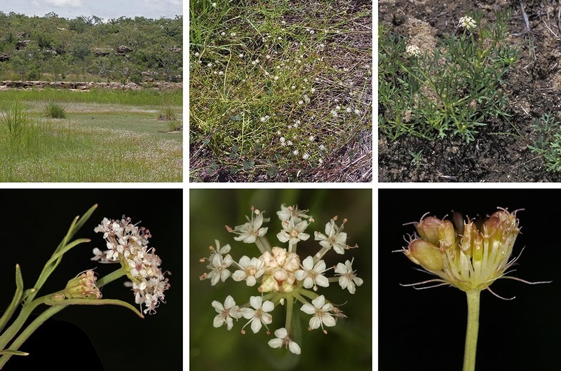 Trachymene pavimentum photo 2