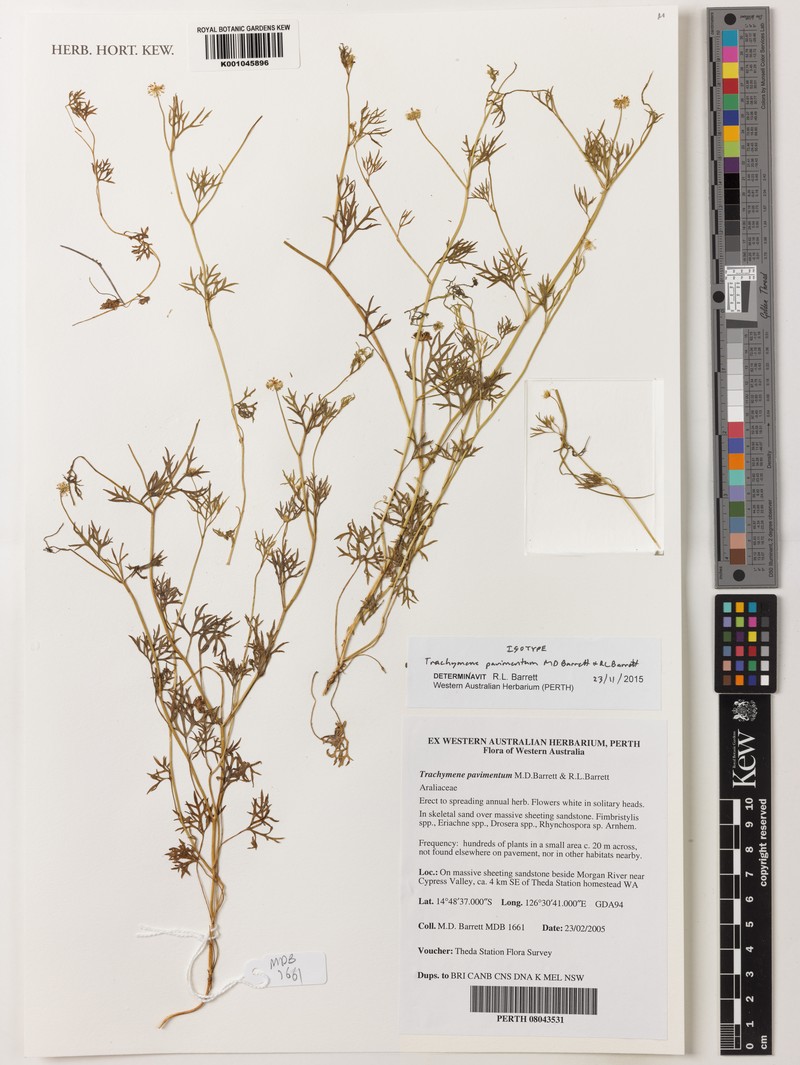 Trachymene pavimentum photo 3