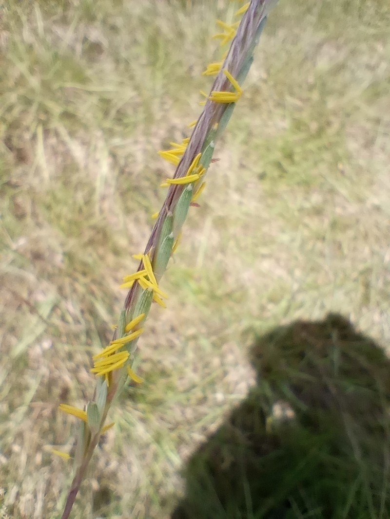 Spiked Crinkleawn photo 6